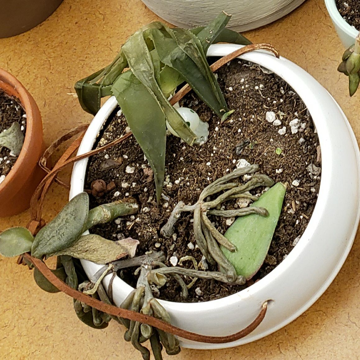 A distressed Jade Plant in a white pot with wilted and discolored leaves.