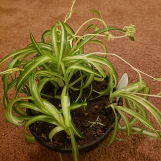Spider Plant plant in Bowling Green, Ohio