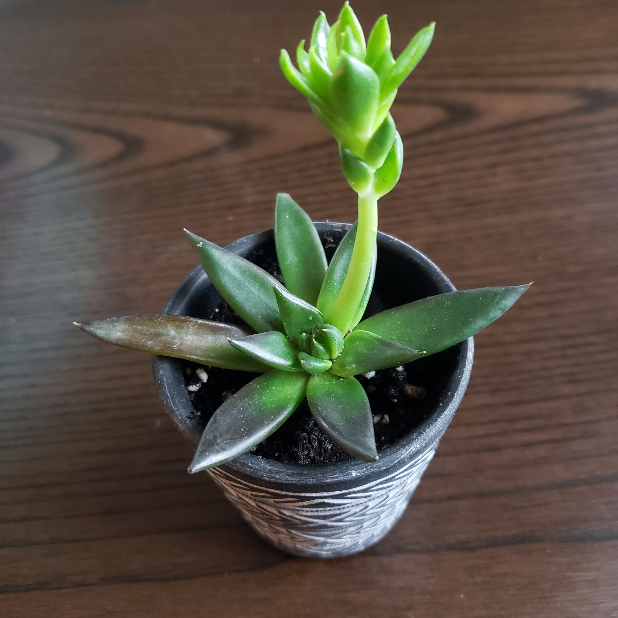 Potted Echeveria 'Black Knight' plant with slight browning on some leaves.