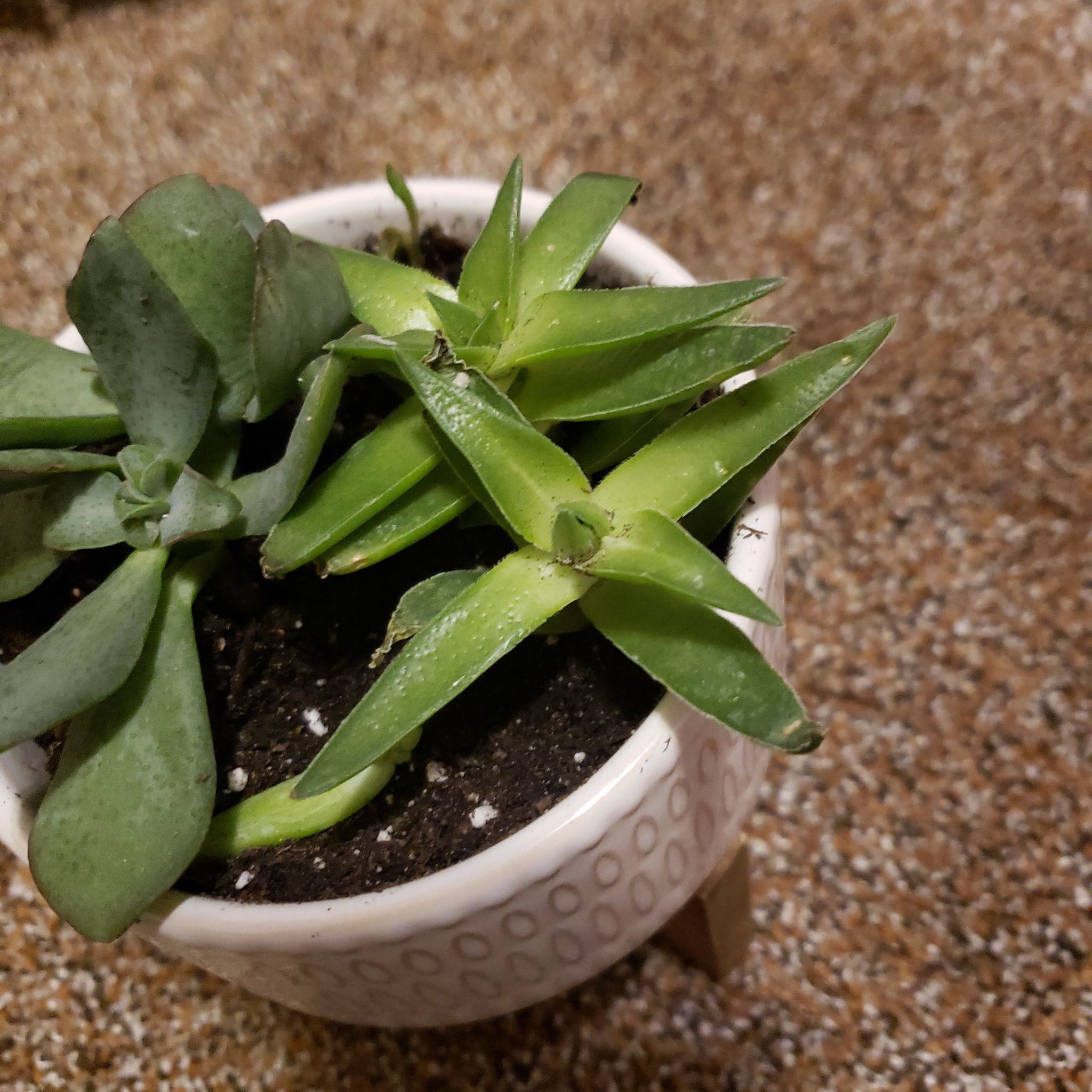 Photo of the plant species crassula shark tooth by @UnbiasedTree named Shark Bait Hoo-Ha-Hah on Greg, the plant care app