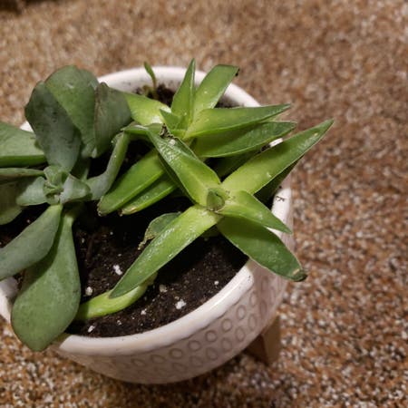 Photo of the plant species crassula shark tooth by Unbiasedtree named Shark Bait Hoo-Ha-Hah on Greg, the plant care app