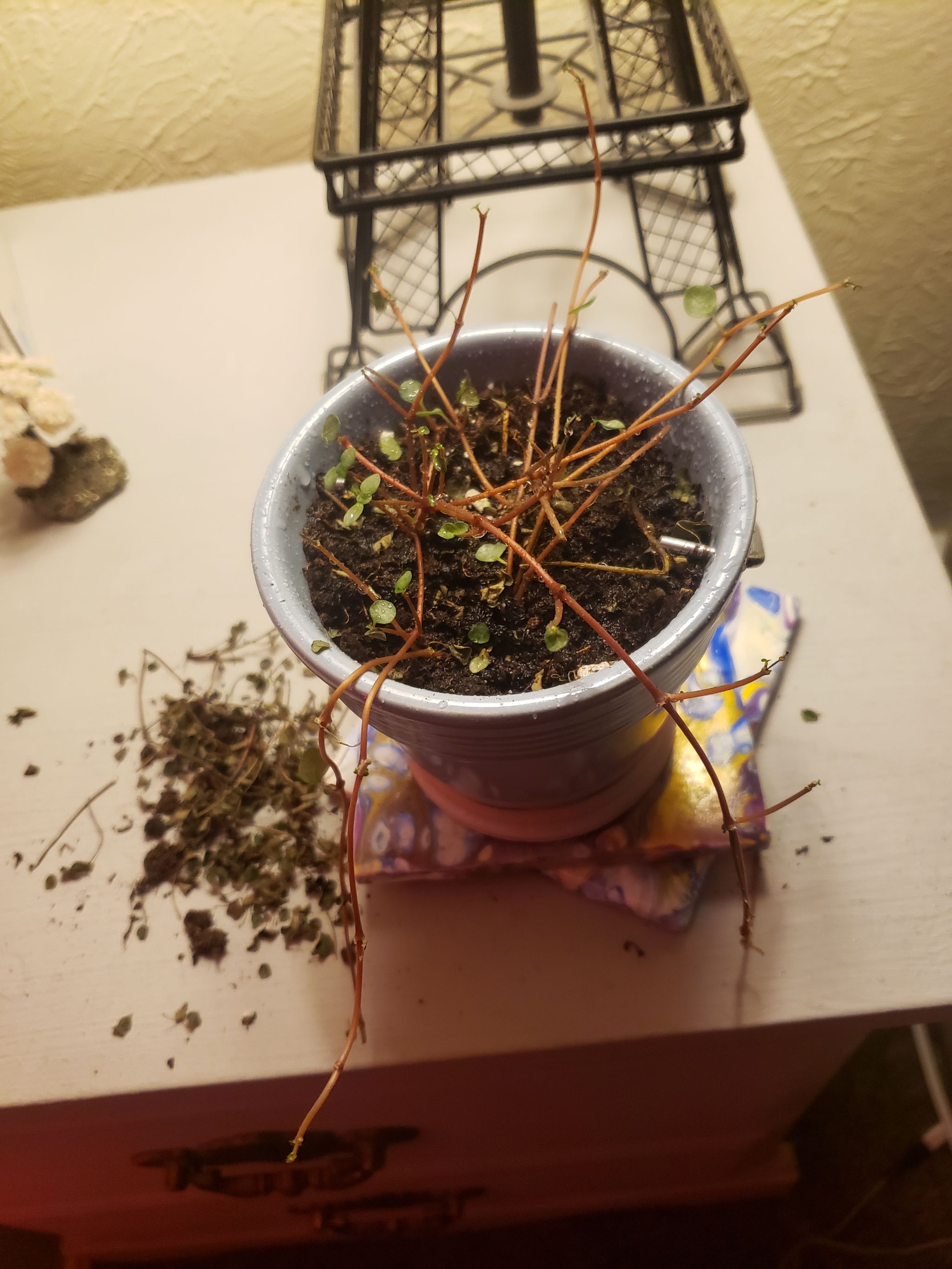 Photo from the post