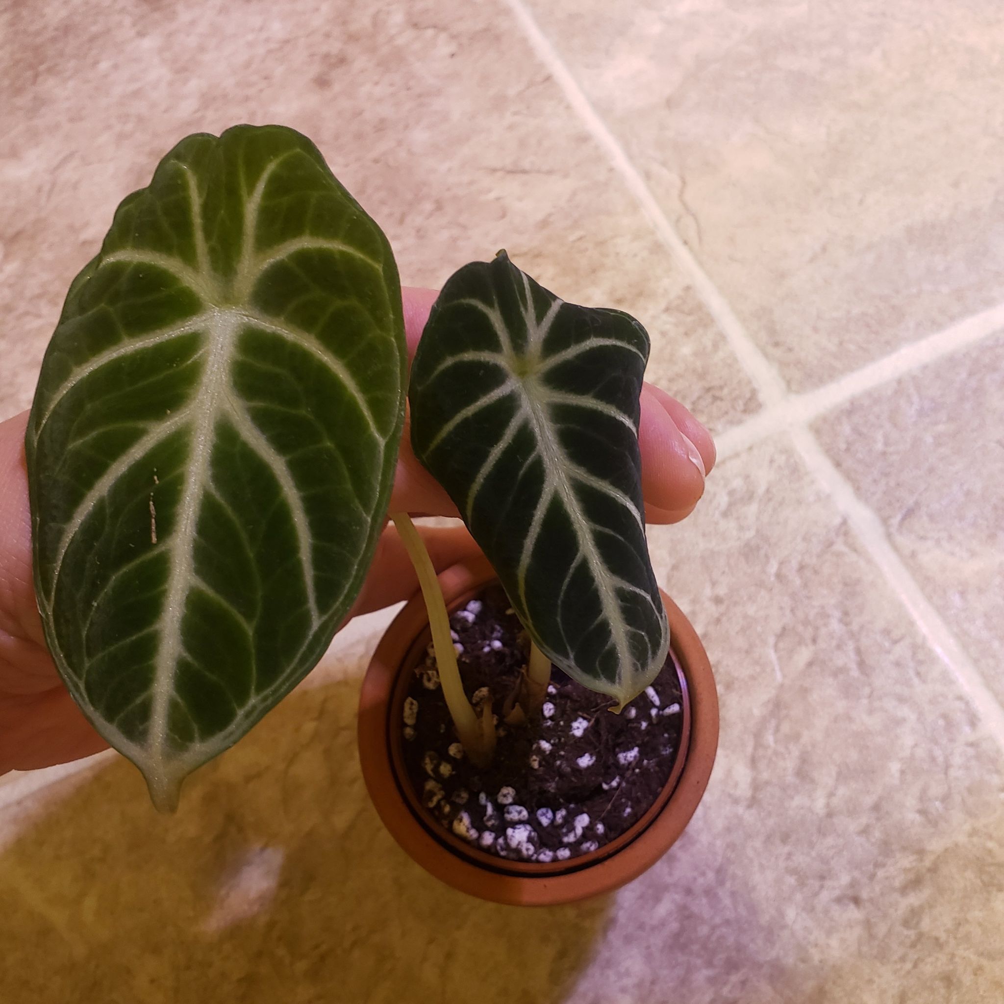Alocasia Ninja plant with dark green leaves and white veins in a small pot, held by a hand.