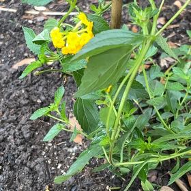 Photo of the plant species Alfalfa by @YardCapeweed named Nithin on Greg, the plant care app