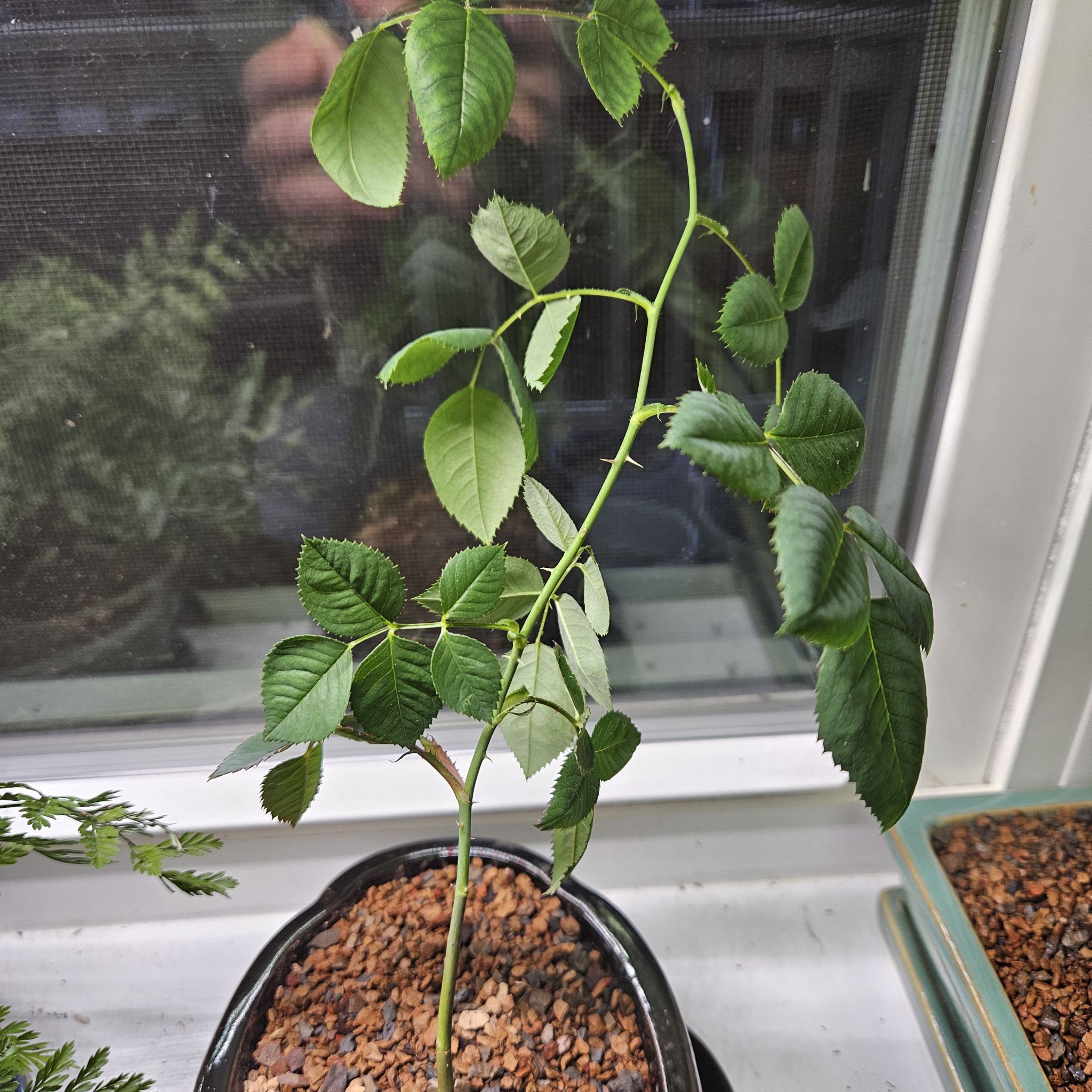 Potted French Rose plant with healthy green leaves near a window.