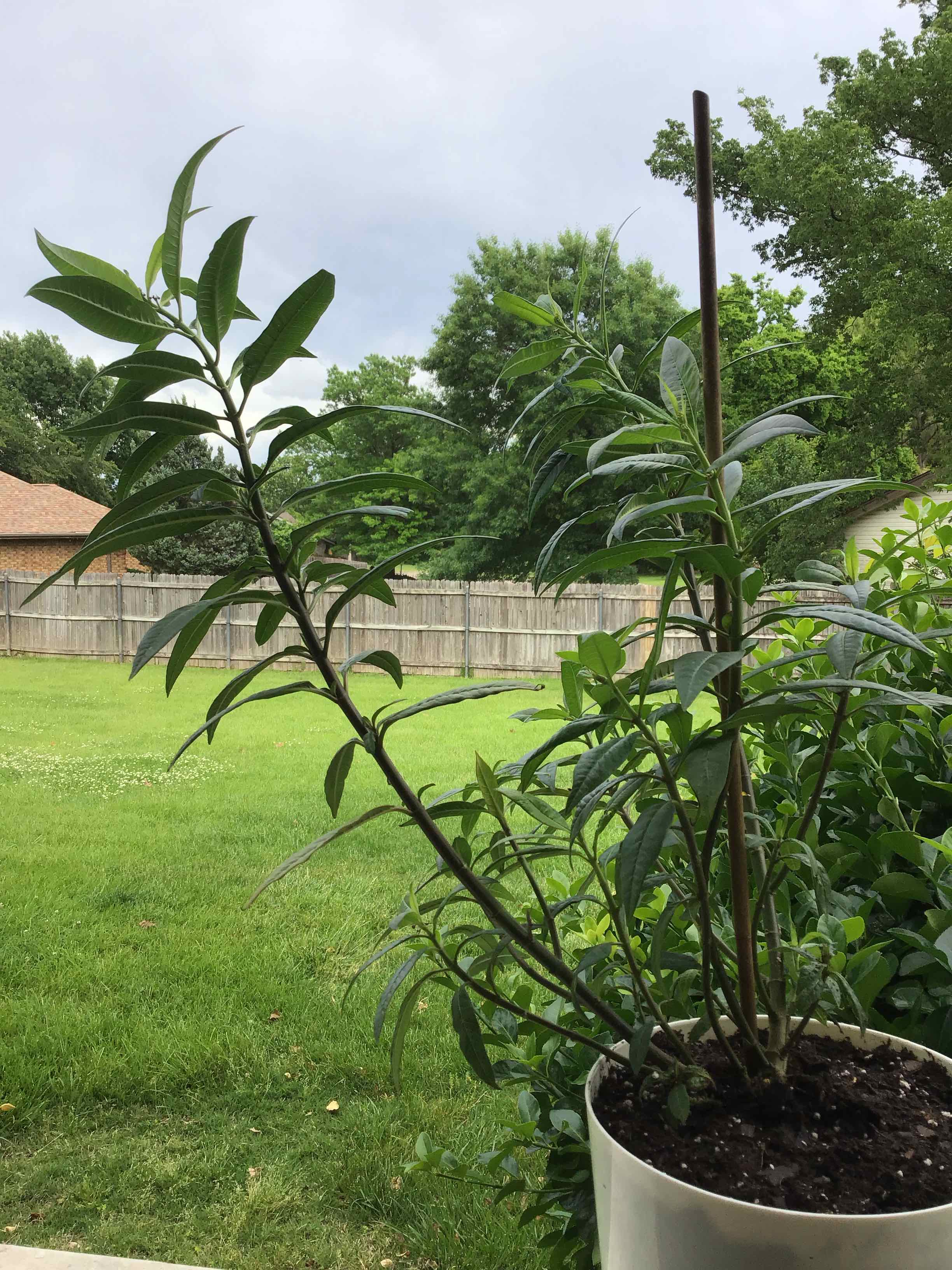 Tropical Milkweed plant in a pot outdoors with green leaves and a grassy yard in the background.