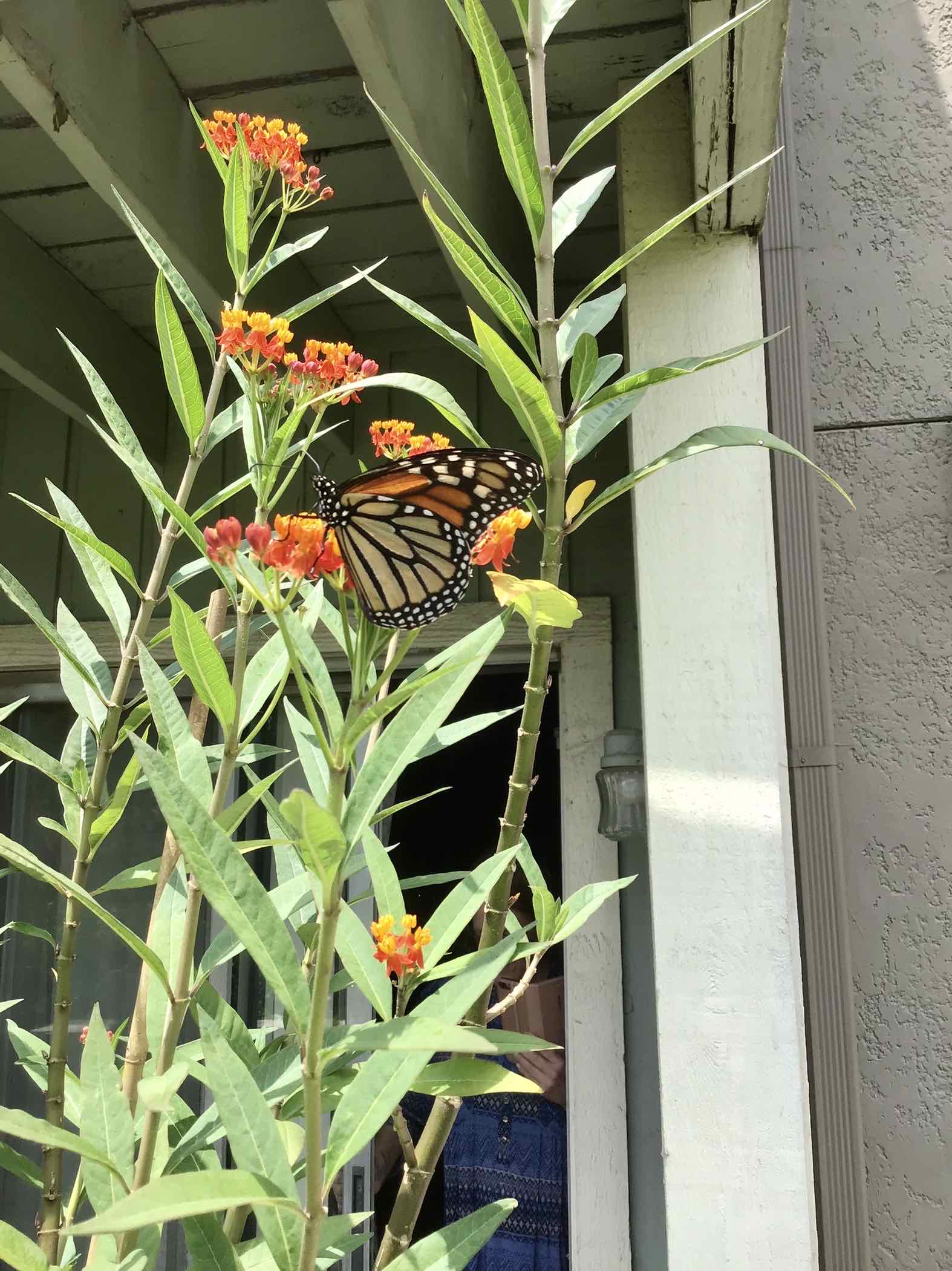 Tropical Milkweed plant with green leaves and orange-red flowers, a butterfly perched on one flower.