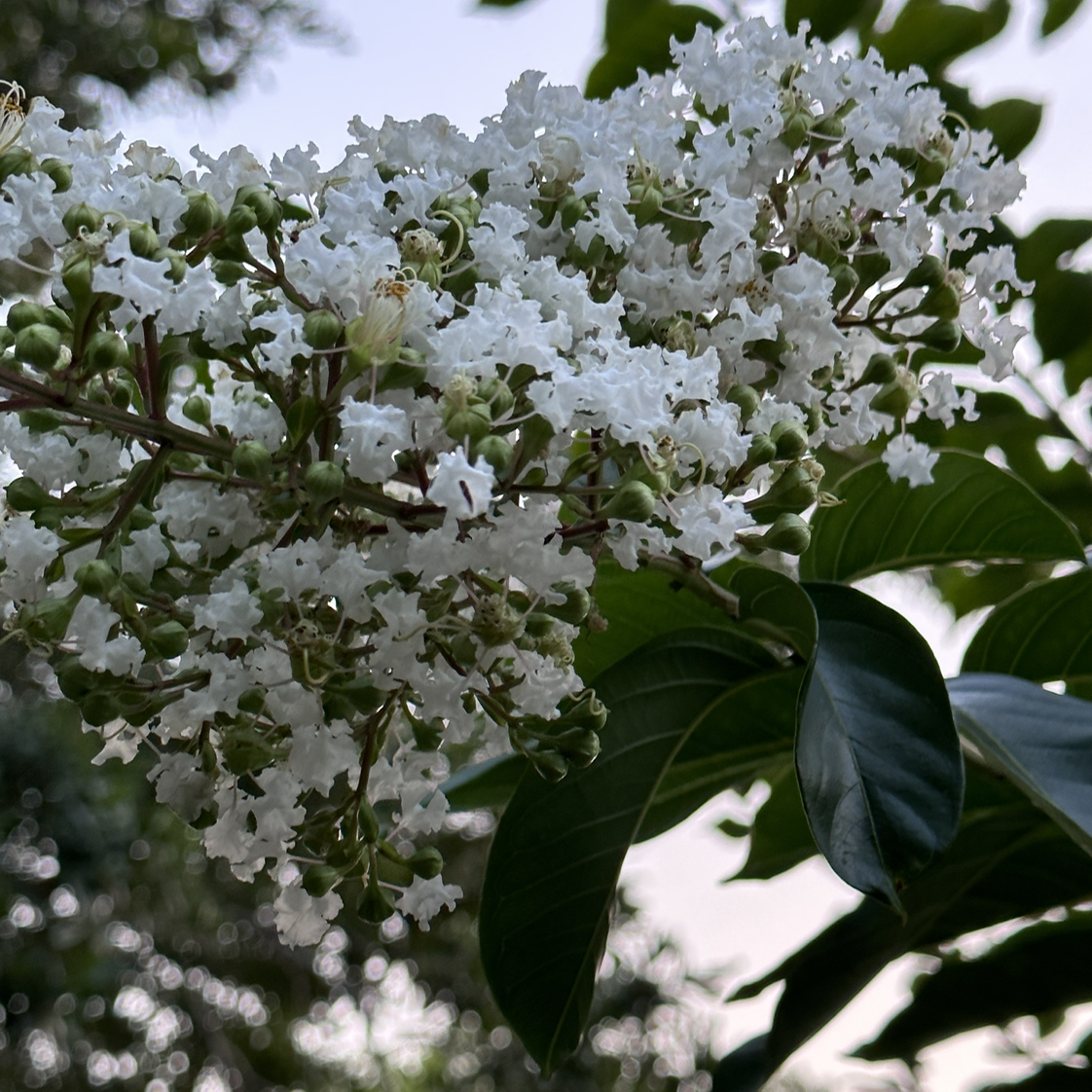 Healthy cape myrtle plant with lush green leaves and dense clusters of small white flowers in full bloom.