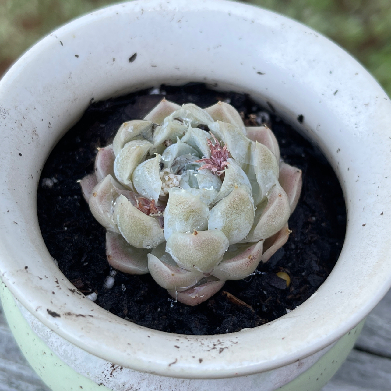 Photo of the plant species White Elegans Echeveria by @LightandLove named Denali on Greg, the plant care app