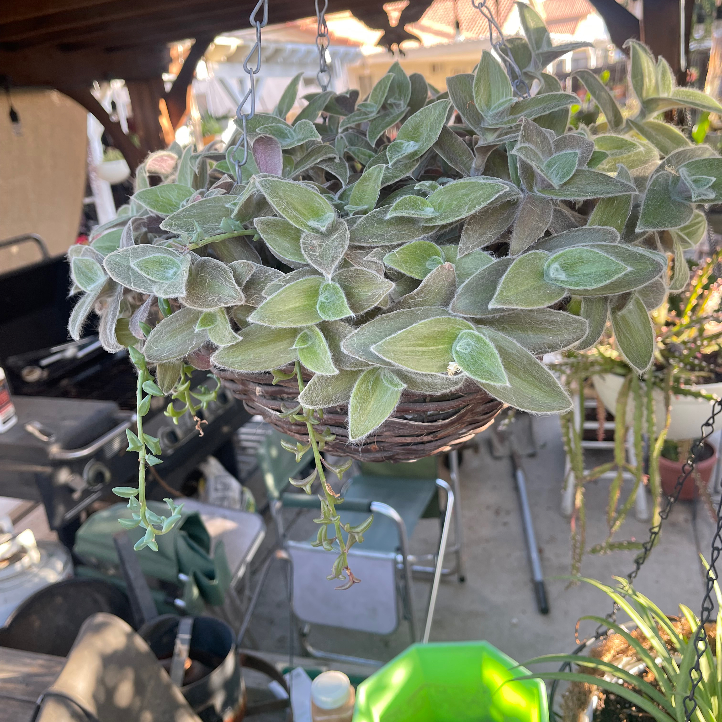 Hanging basket with a healthy White Velvet plant with fuzzy, green leaves.