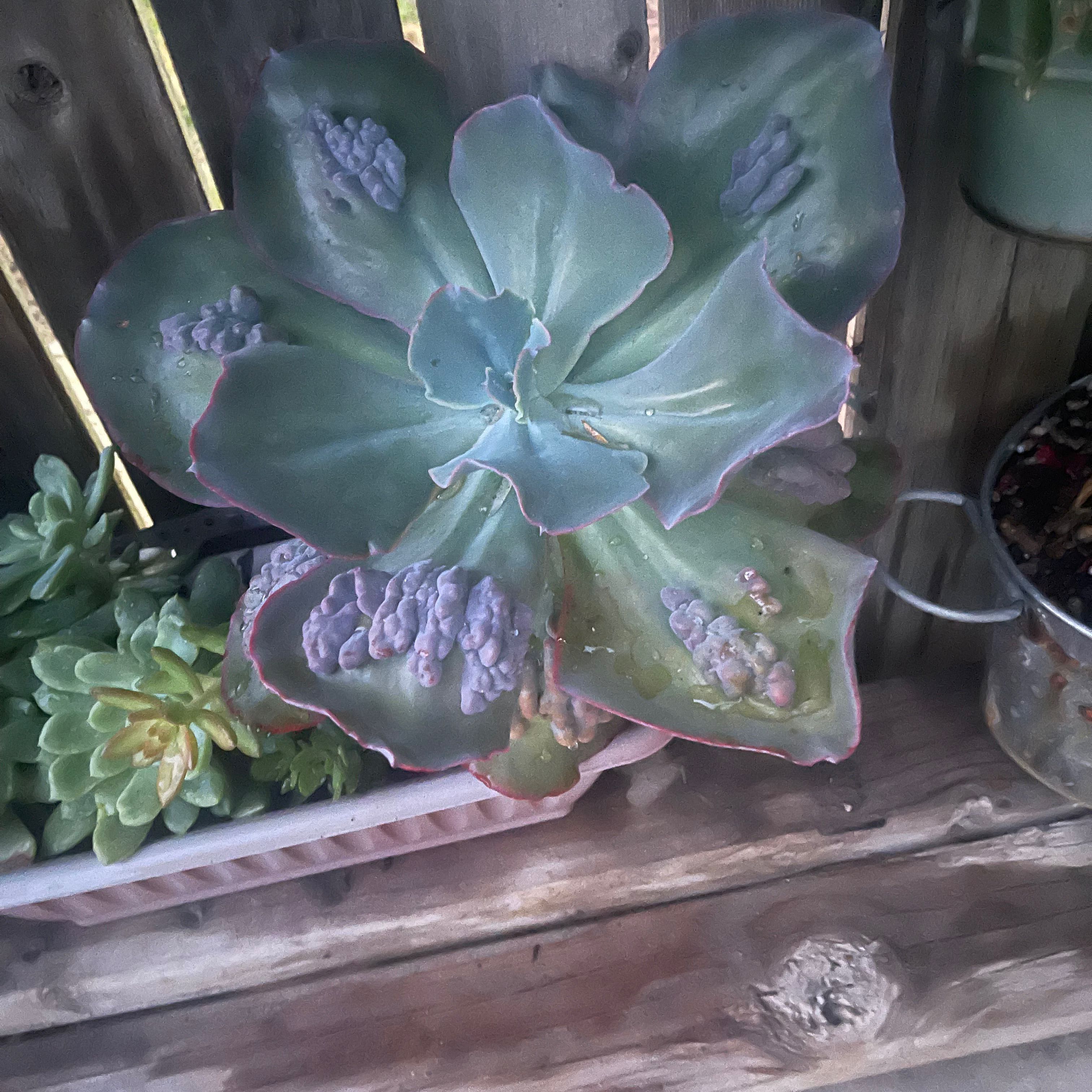 Echeveria Gibbiflora succulent with large, fleshy leaves showing some discoloration and bumps.