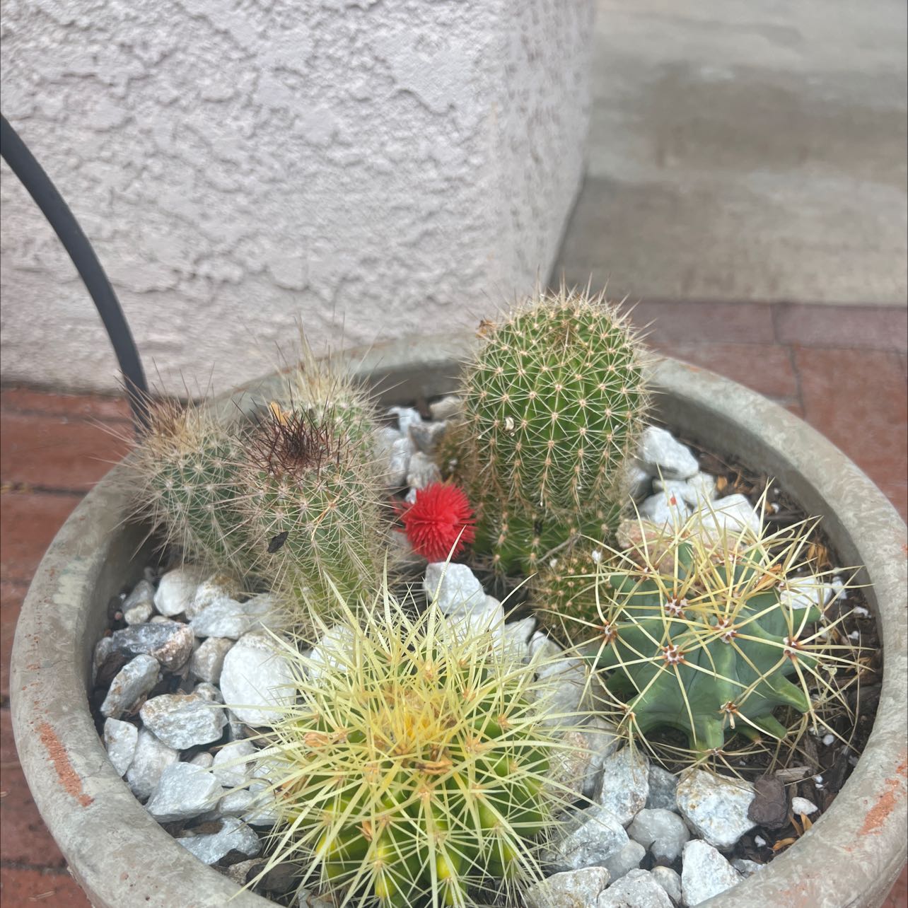 Potted arrangement of multiple cacti, including a flowering Scarlet Hedgehog Cactus.