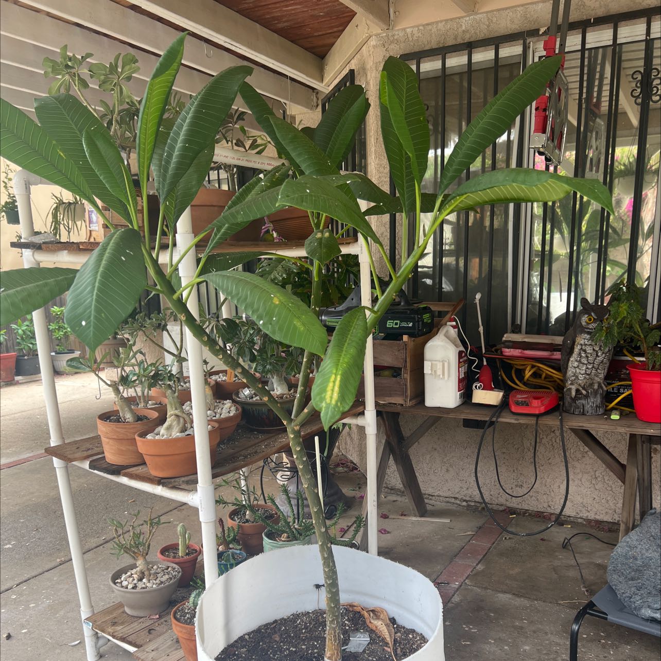 Red Frangipani plant in a pot with green leaves, outdoor setting.