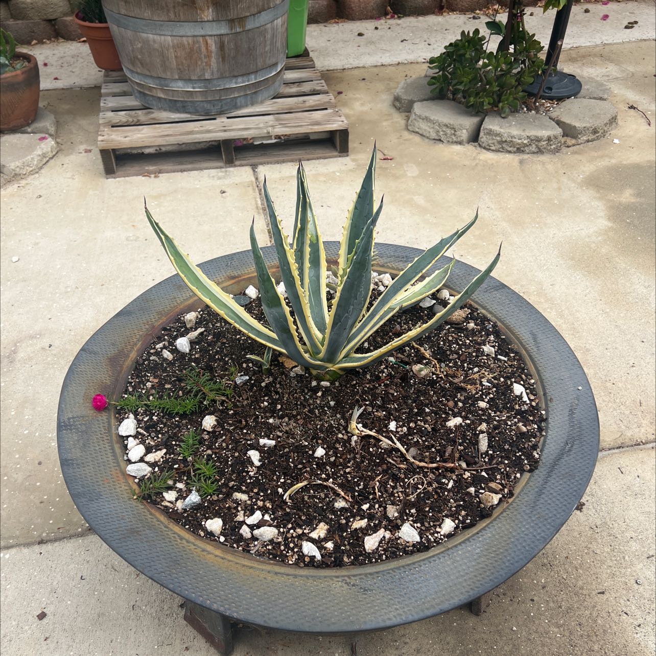 Healthy century plant with long spiky blue-green leaves growing in a gray planter on a concrete patio.