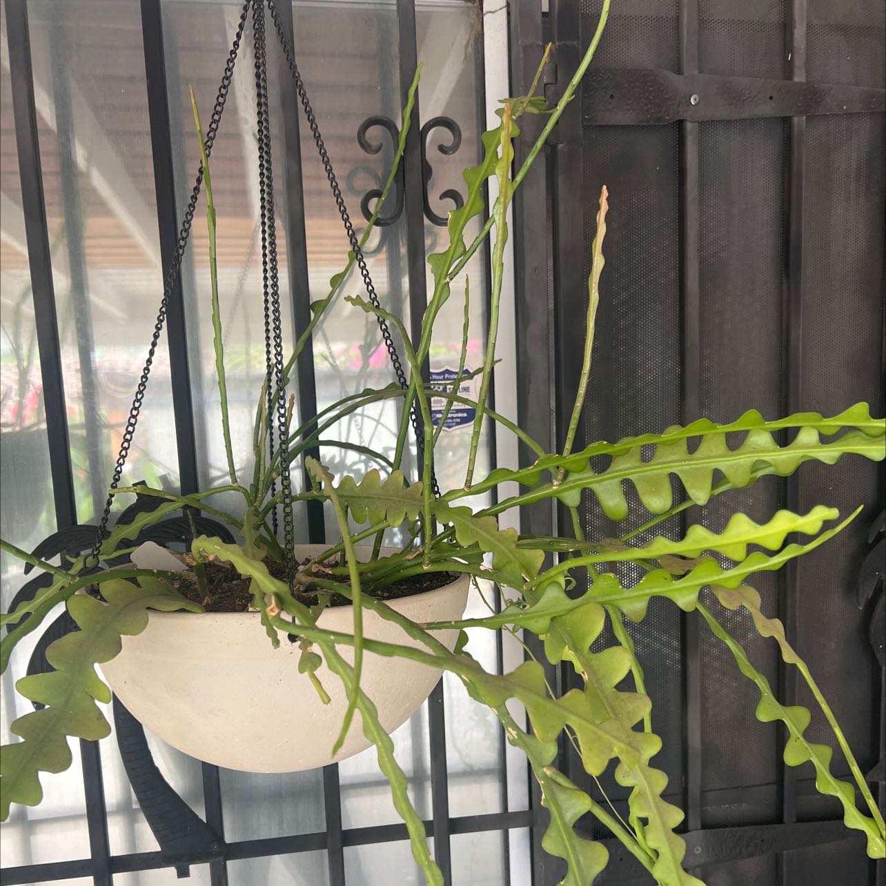 Fishbone Cactus in a hanging pot with vibrant green leaves, against a metal gate background.