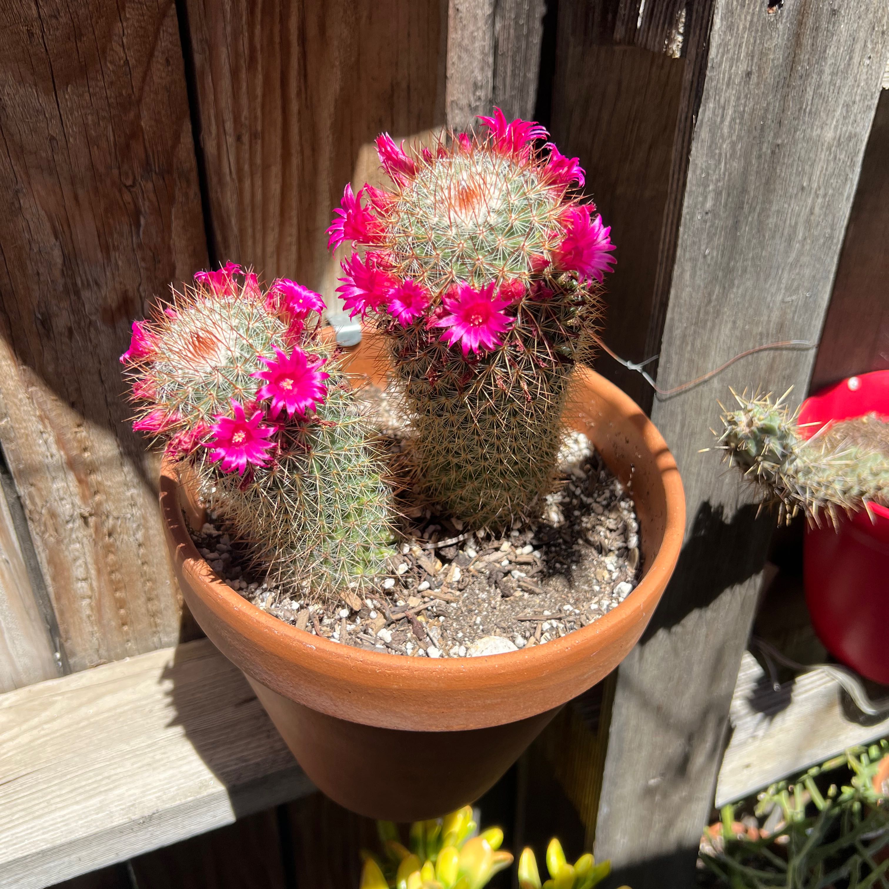 Potted Mammillaria Haageana cactus with pink flowers, healthy and well-framed.