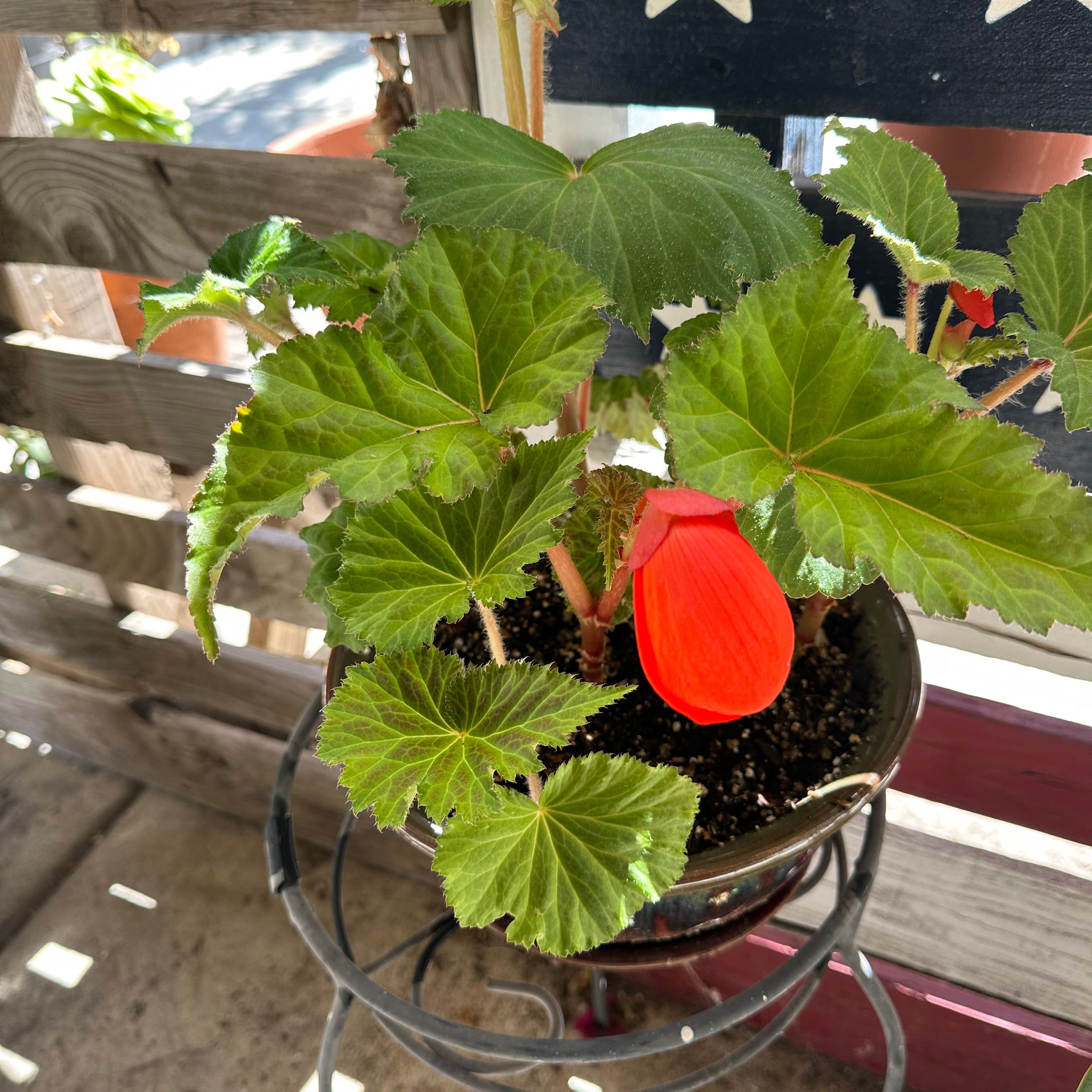 Tuberous Begonia plant in a pot with green leaves and a red flower.