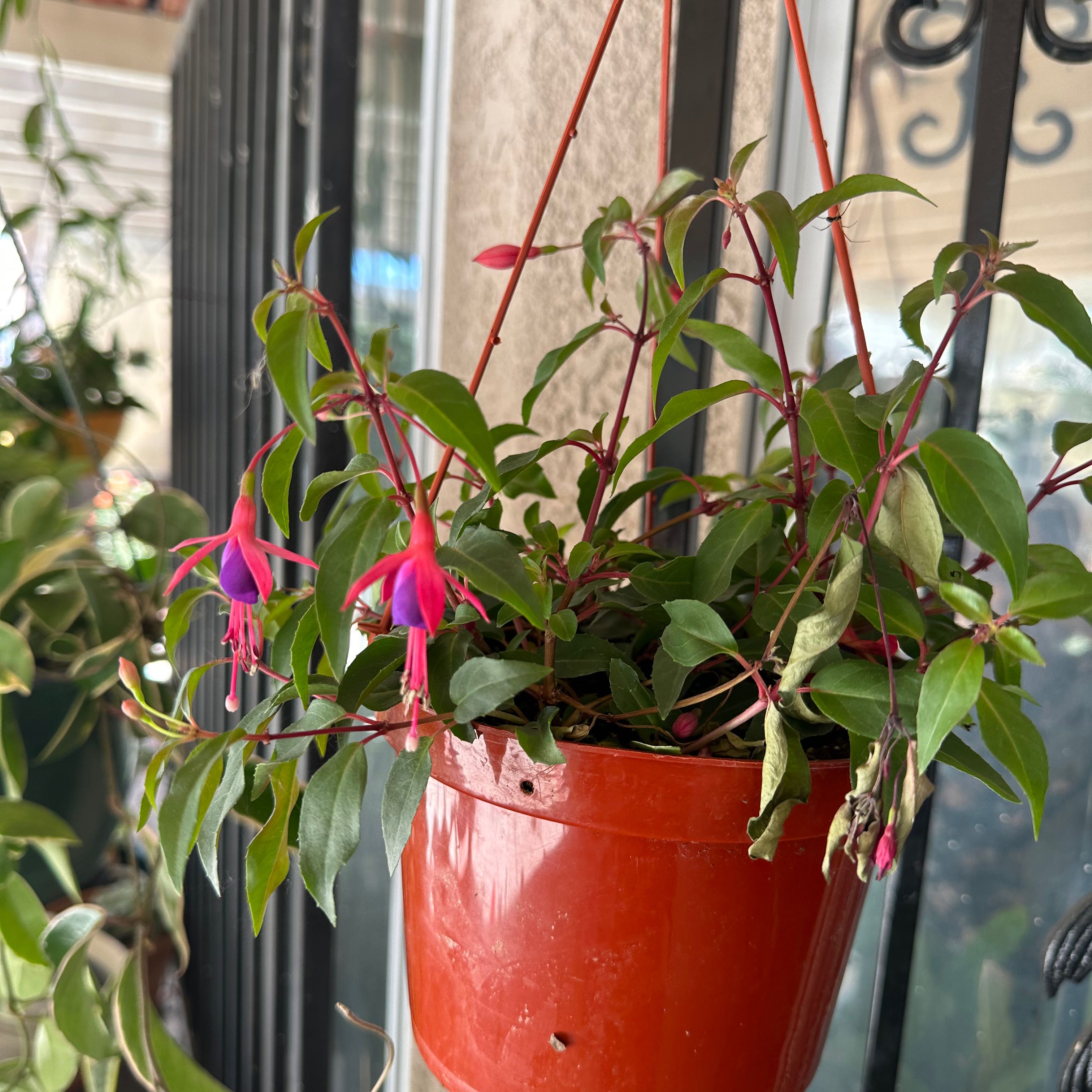 Hummingbird Fuchsia plant in a hanging pot with vibrant flowers and some wilted leaves.