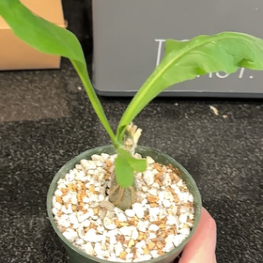 Photo of the plant species Cephalopentandra ecirrhosa by @VigilantLoquat named Eva on Greg, the plant care app