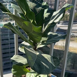 Fiddle Leaf Fig plant in Atlanta, Georgia