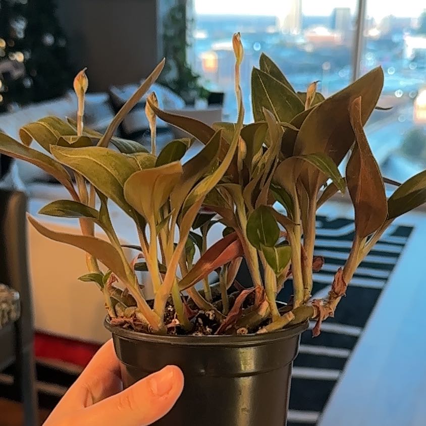 Photo of the plant species jewel orchard by @VigilantLoquat named Mochi on Greg, the plant care app