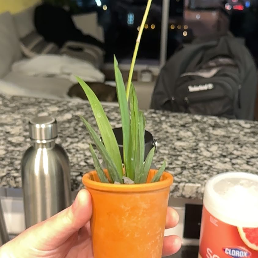 Plant care for Tolumnia 'Barbie' on Greg, the plant care app