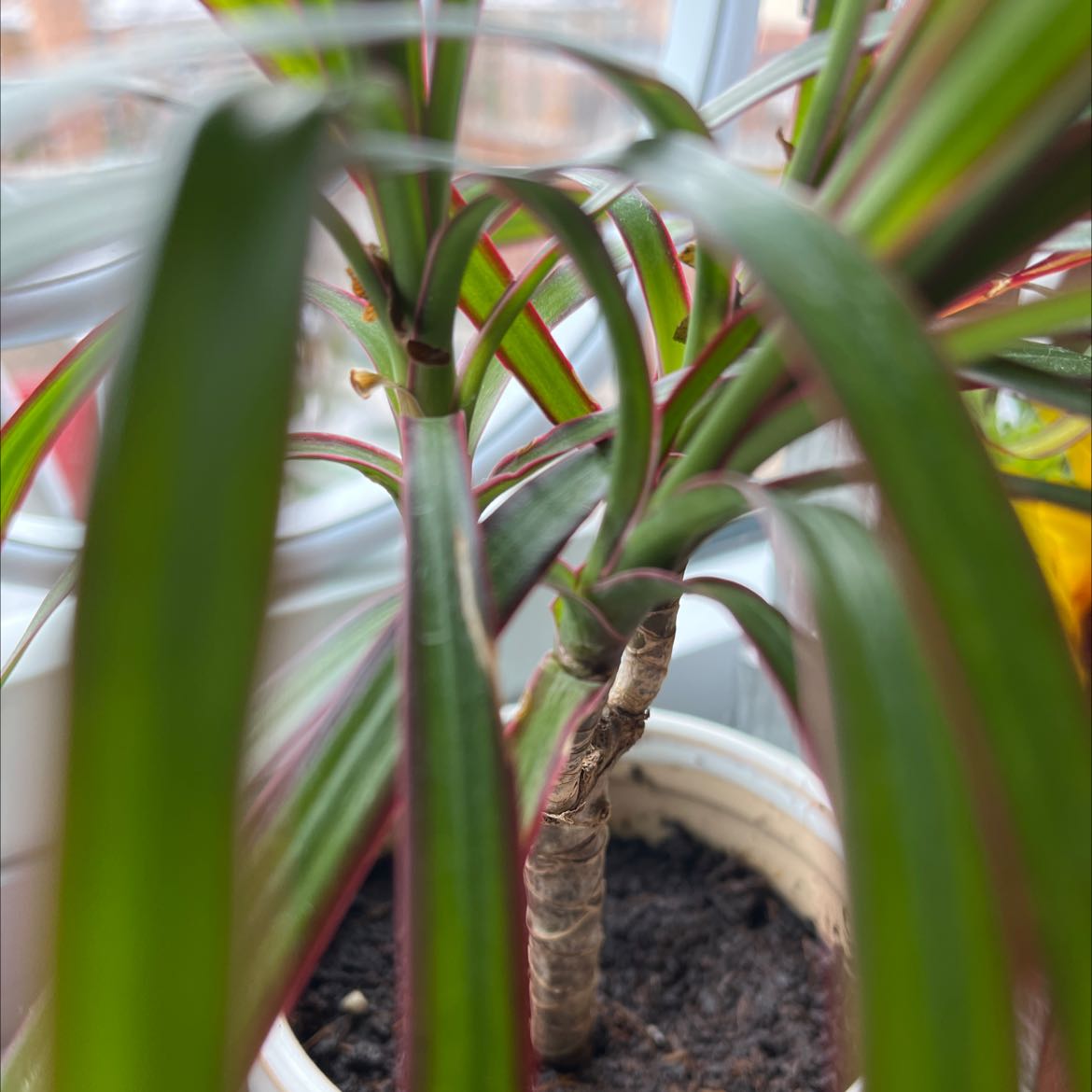 Madagascar Dragon Tree (Dracaena marginata) in a pot with visible soil, well-framed and in focus.