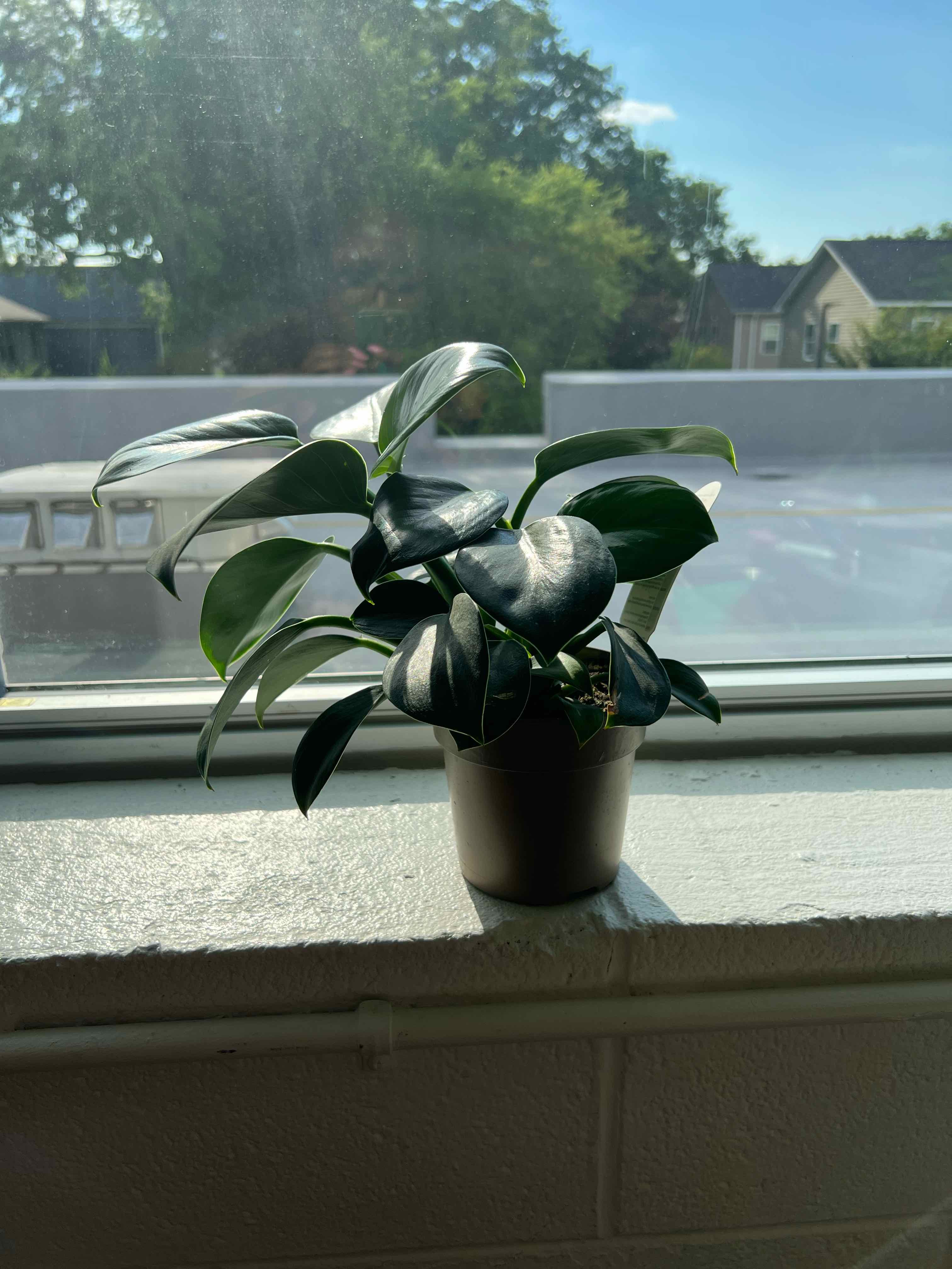 A healthy Green Princess plant with dark green, glossy leaves on a windowsill.