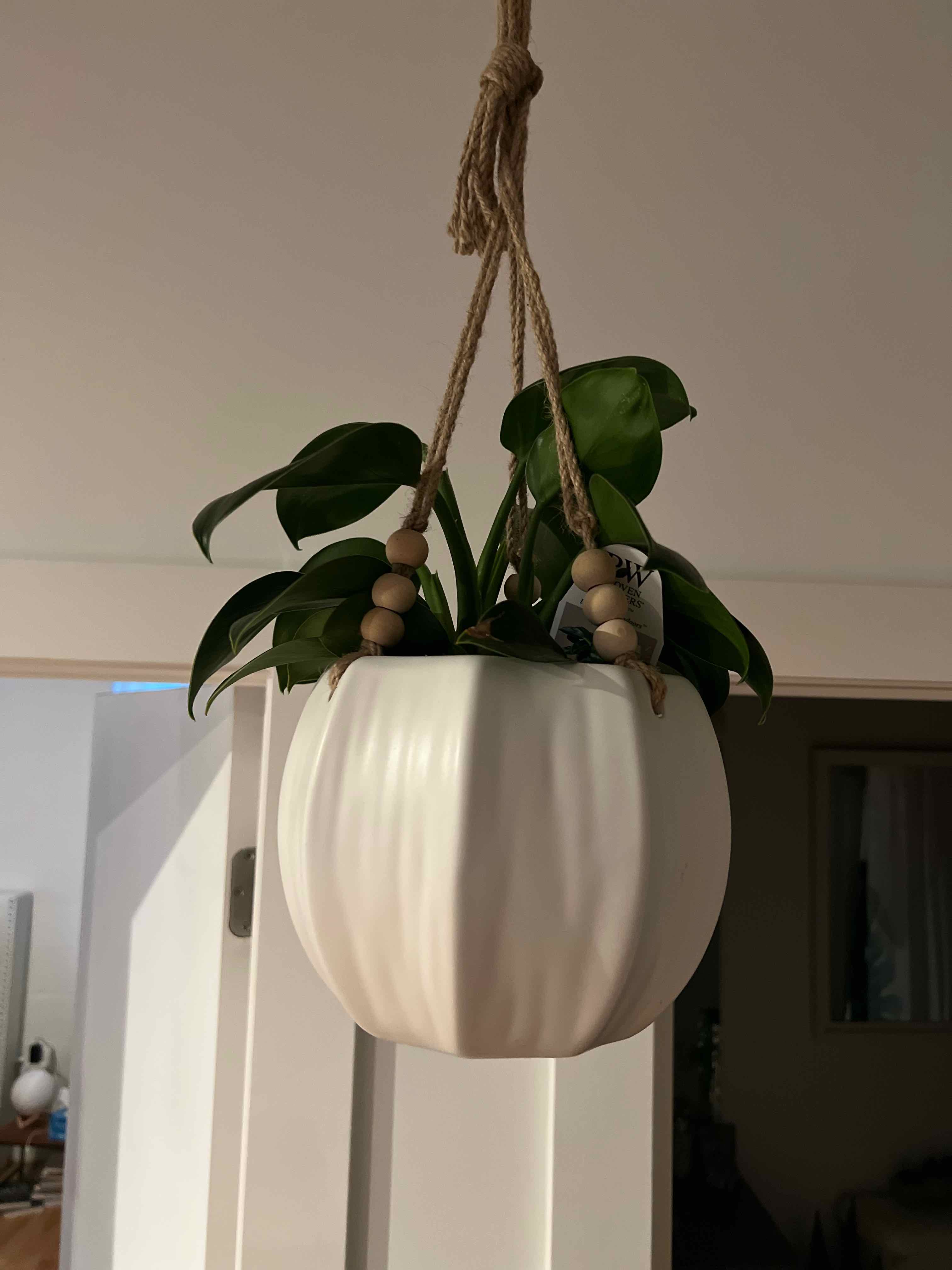 Hanging plant in a white pot with green leaves, identified as Green Princess.