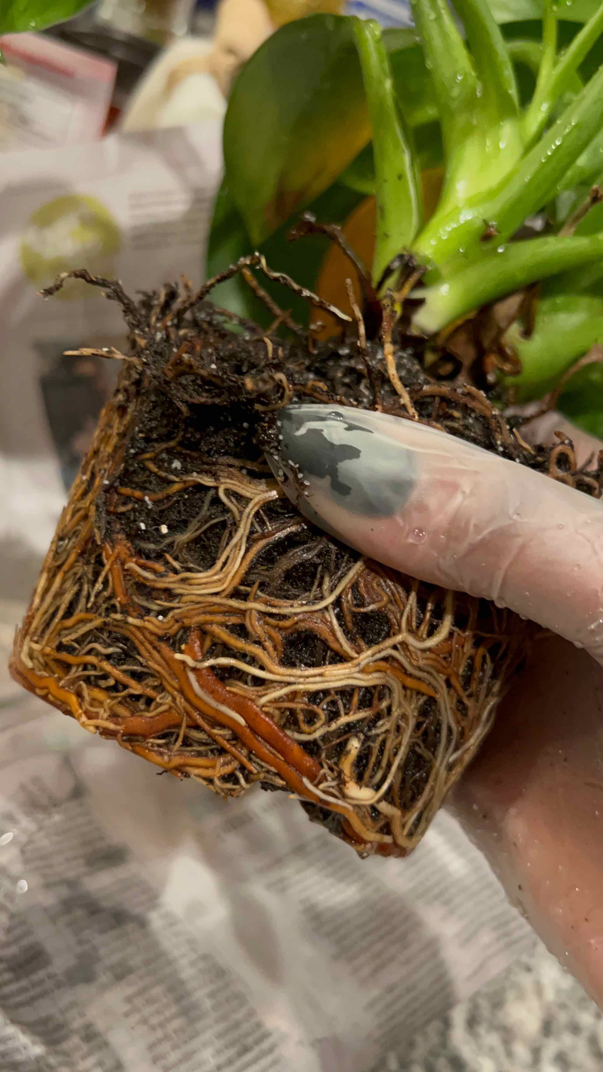 Close-up of the root system of a Green Princess plant being held by a gloved hand.