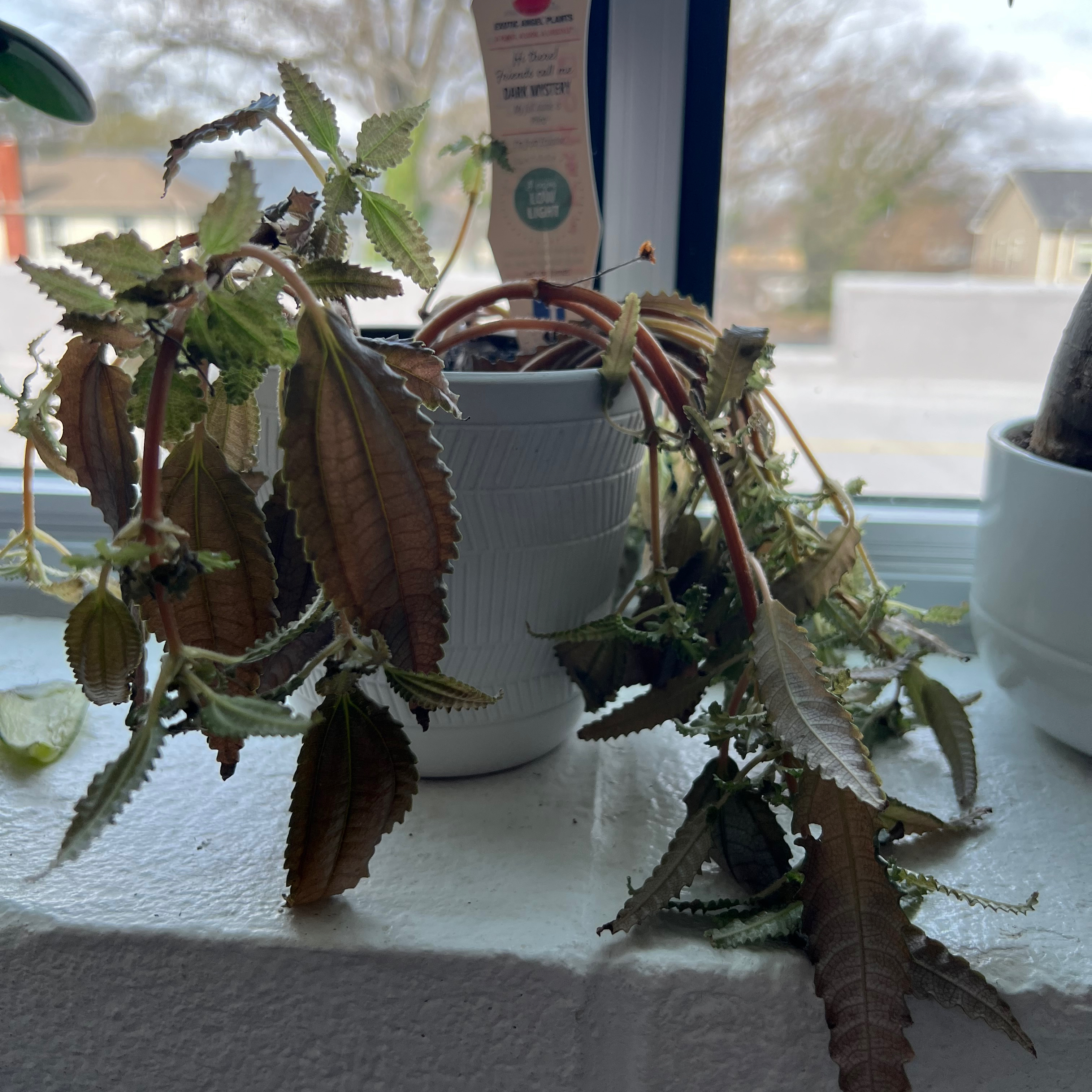 Dark Mystery Pilea plant with drooping, browning leaves in a white pot.