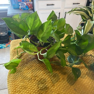 Global Green Pothos plant in Dickinson, Texas