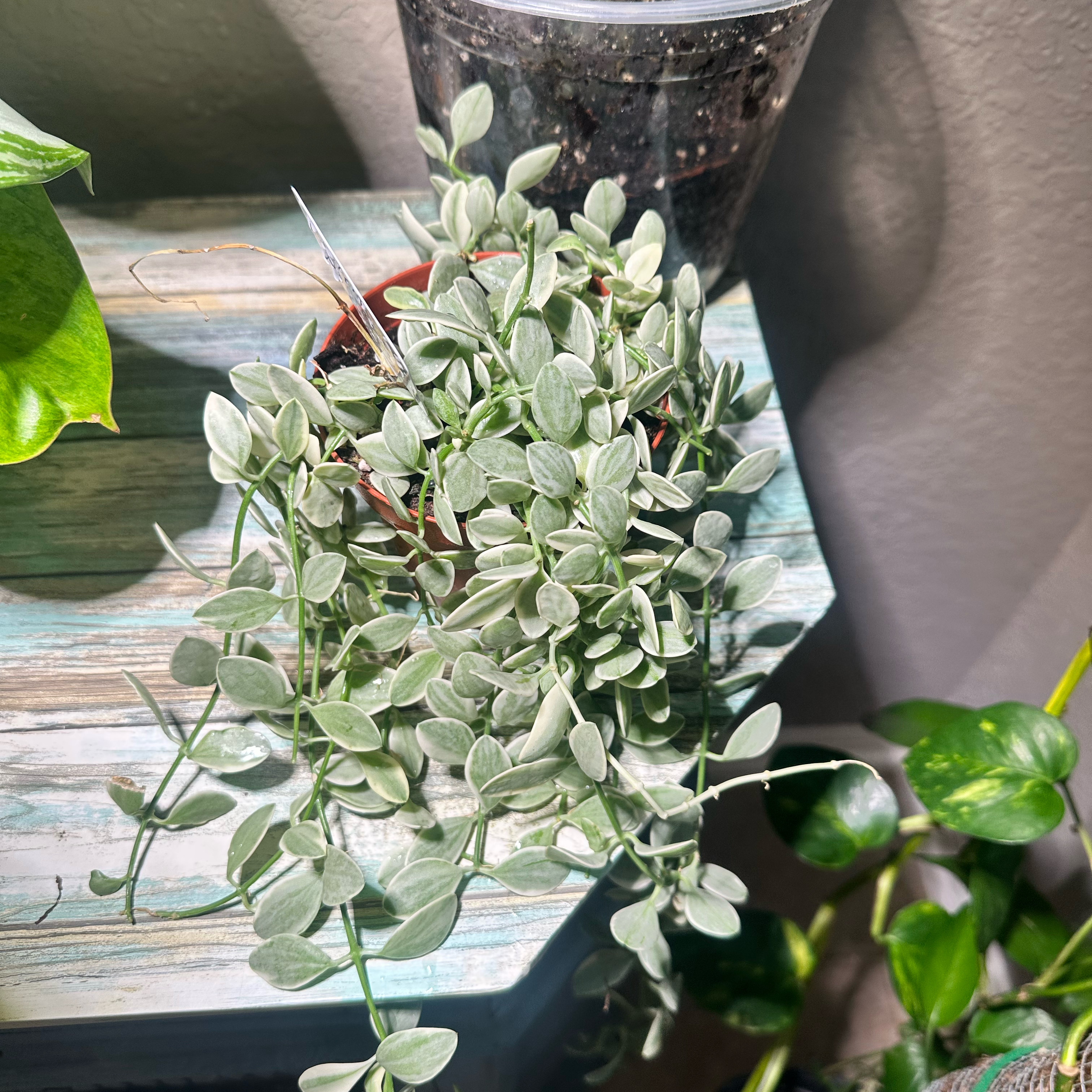 Photo of the plant species Dischidia bengalensis by @Kpow85 named Orlando Bloom on Greg, the plant care app