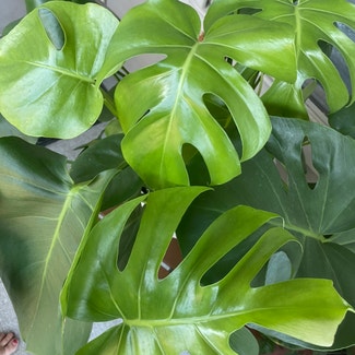 Monstera plant in Dickinson, Texas