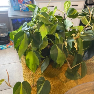 Heartleaf Philodendron plant in Dickinson, Texas