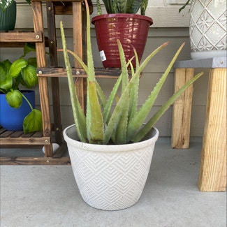 Aloe Vera plant in Dickinson, Texas
