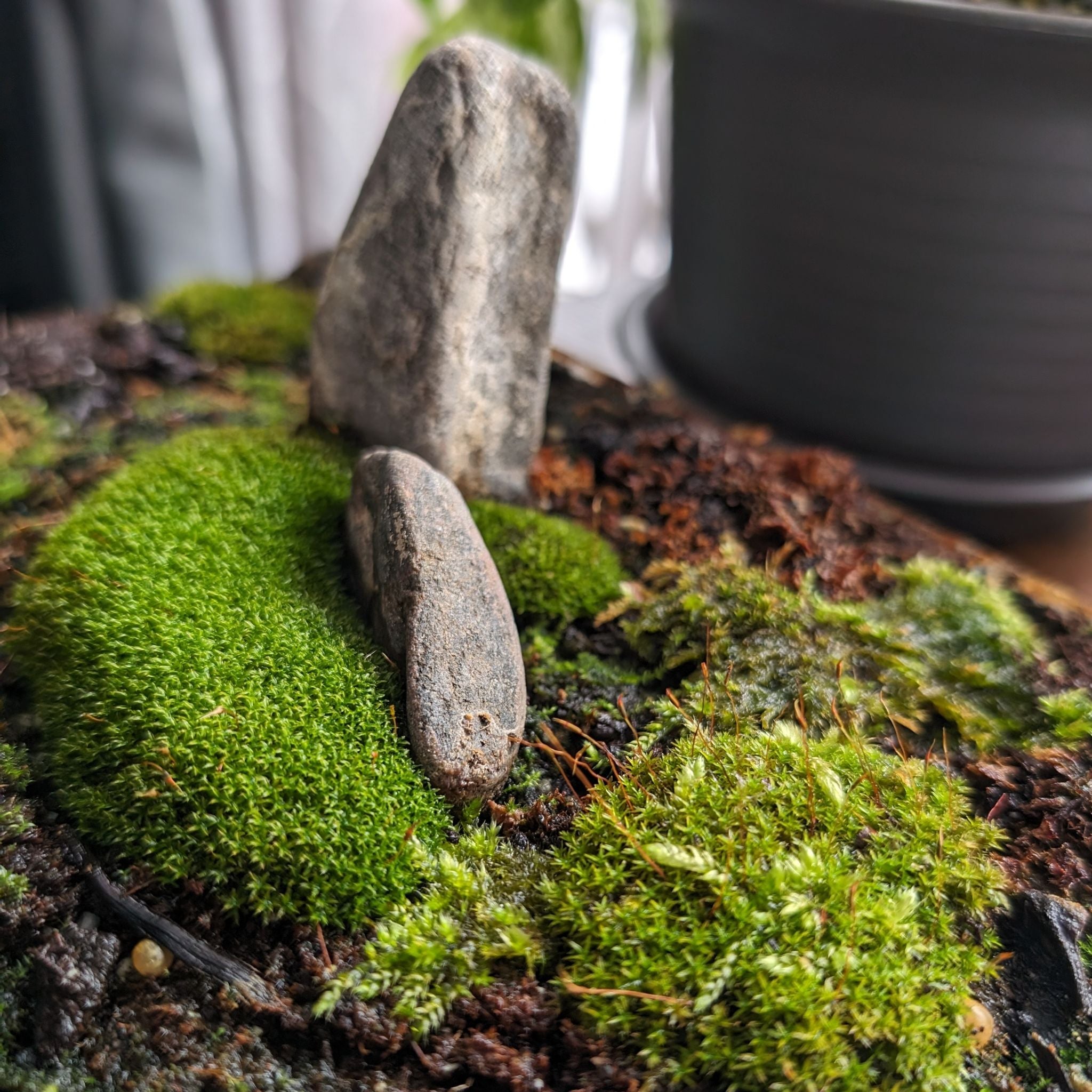 Plant care for Syntrichia calcicola var. inaristata on Greg, the plant care app