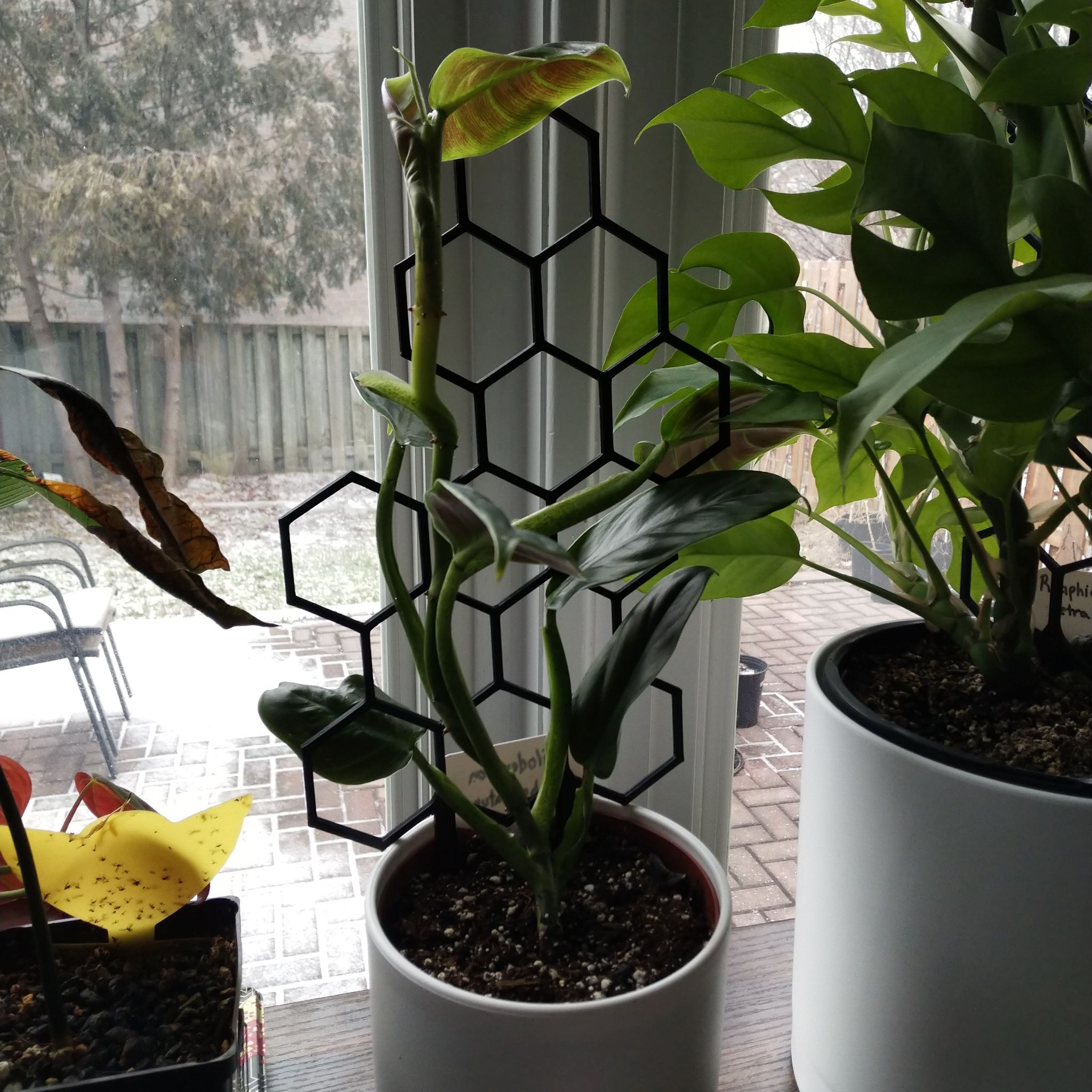 Philodendron subhastatum plant in a white pot with some browning leaves, supported by a trellis.