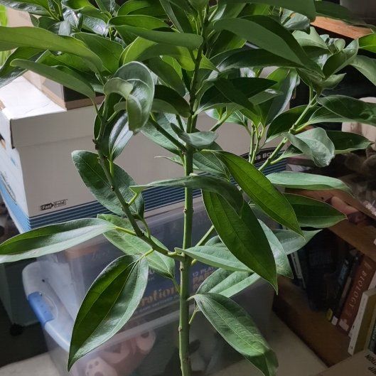 Photo of the plant species True cinnamon tree by @FireCatRich named Winnimon on Greg, the plant care app