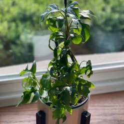 Pepper Plant plant