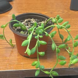 String of Watermelons plant