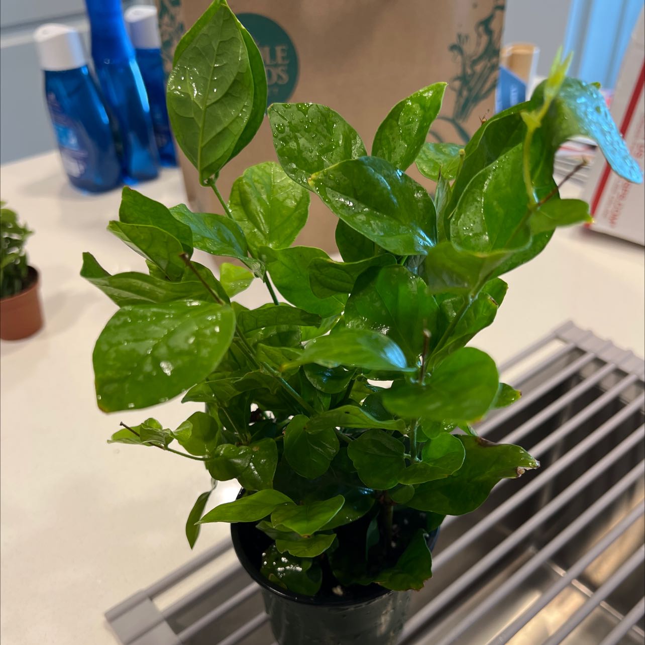 Healthy Arabian Jasmine plant with lush green leaves in a small black plastic pot, situated indoors on a light surface.