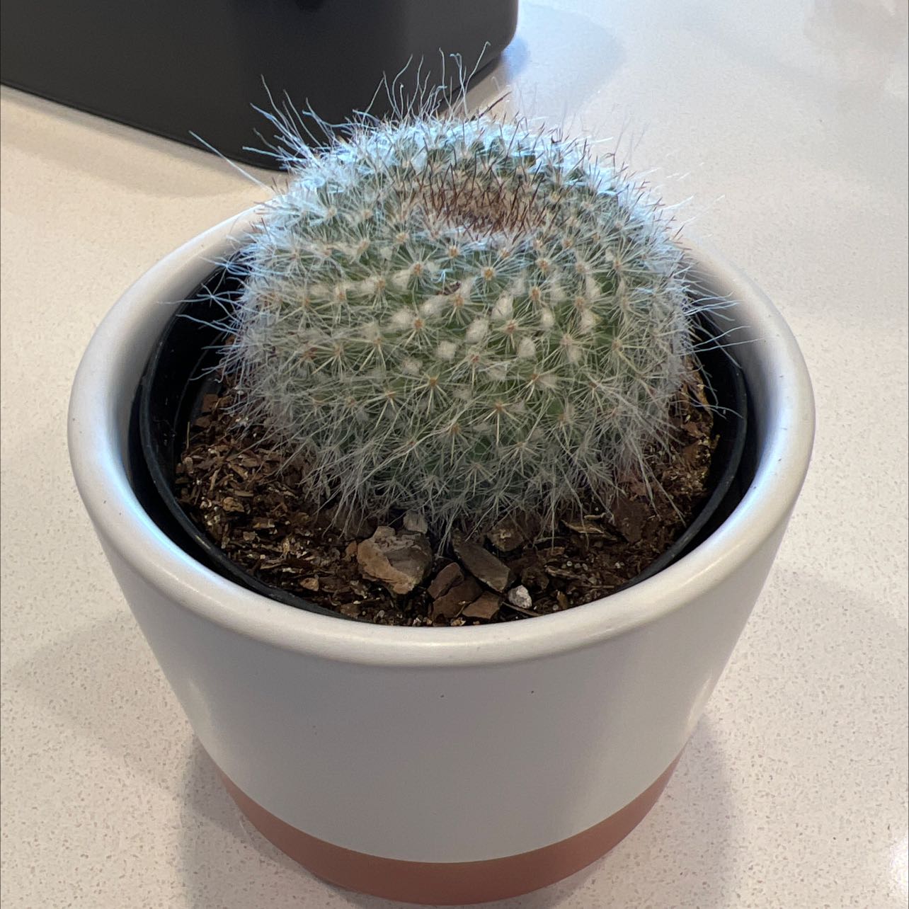 Potted Twin Spined Cactus with white spines in a white and terracotta pot.