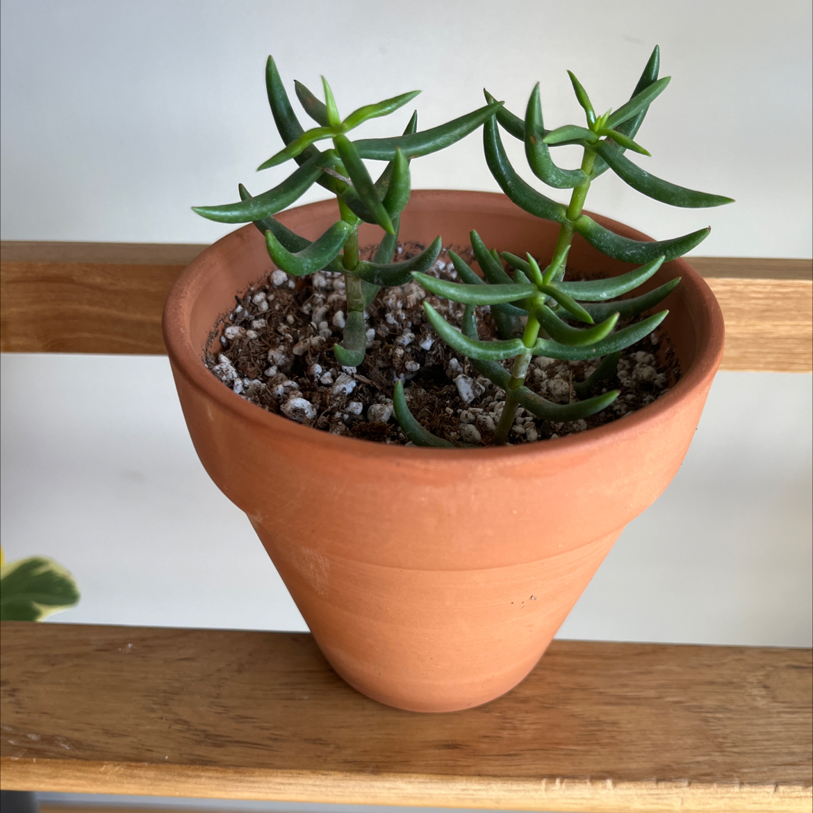 Photo of the plant species Miniature Pine Tree by @Ccplants named Gregarious on Greg, the plant care app