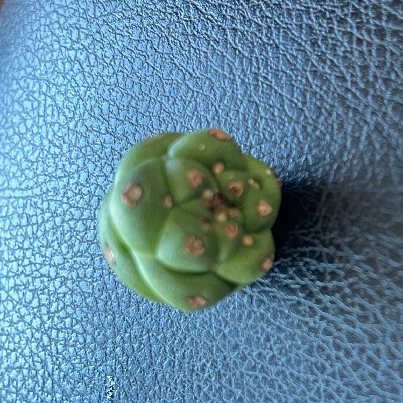 Image of a Peyote cactus with brown spots on a textured background.