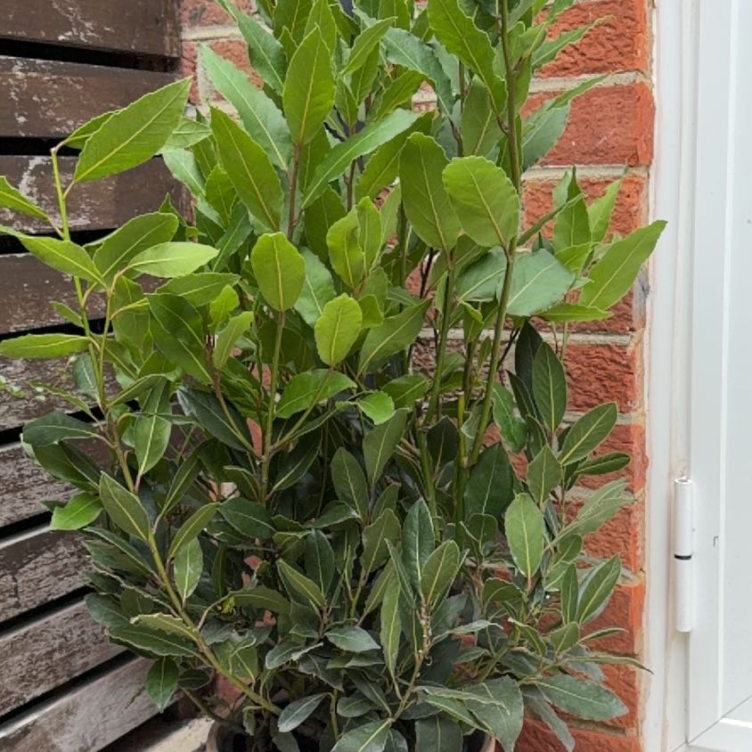 Photo of the plant species Sweet Bay by @leewilliams named Bay Left on Greg, the plant care app