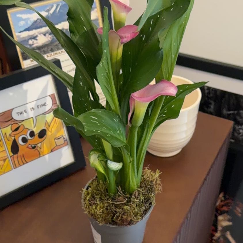 Photo of the plant species Zantedeschia rehmannii by @leewilliams named Pinky on Greg, the plant care app