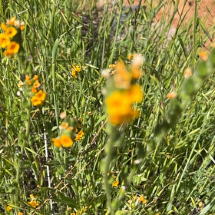 Photo of the plant species California Golden Violet by @EternalYuzu named Bodhi on Greg, the plant care app