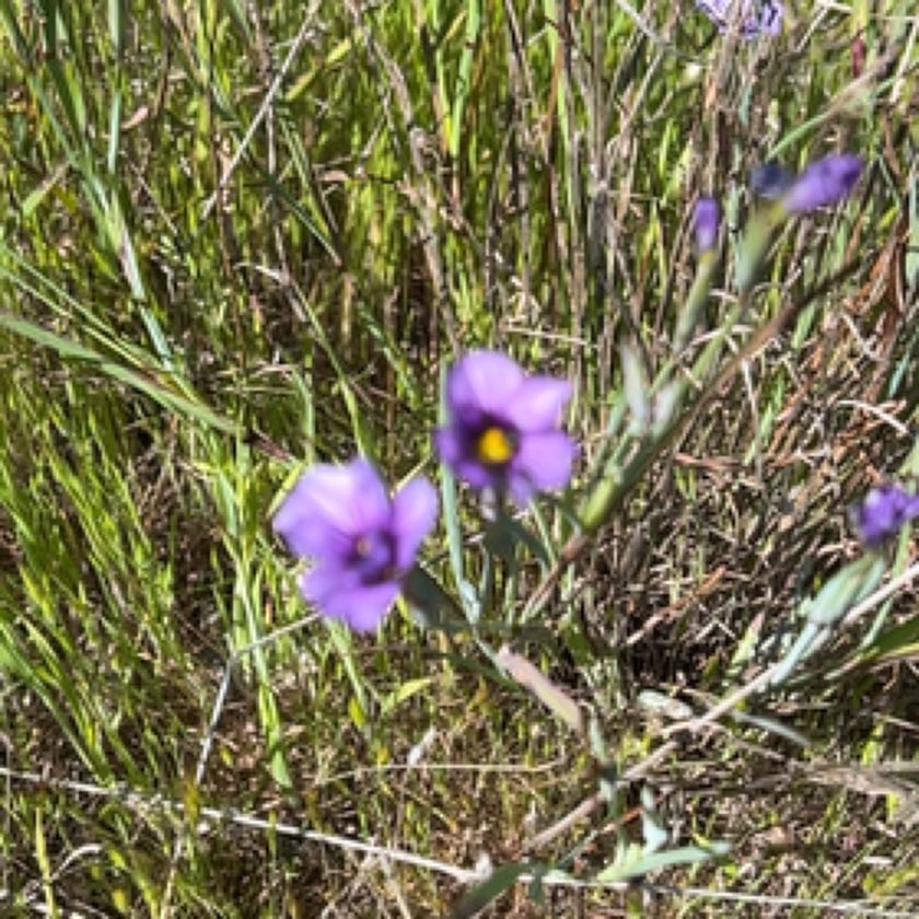 Photo of the plant species Perennial Flax by @EternalYuzu named Marley on Greg, the plant care app