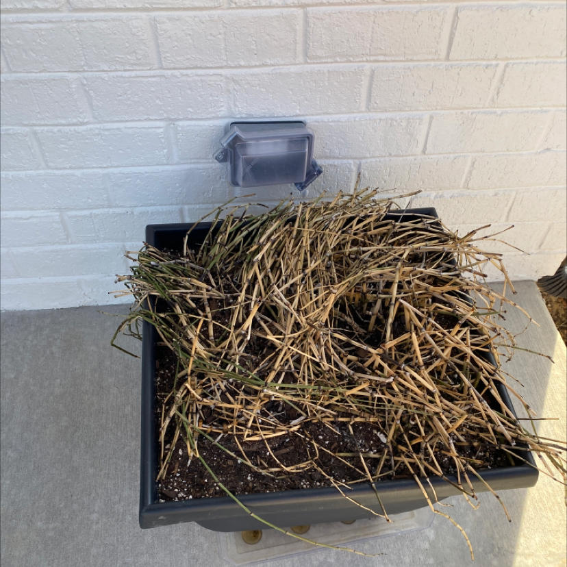 Common Scouring-Rush plant in a pot with significant browning and drying of stems.